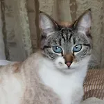 Ev'reve 住宿加早餐酒店